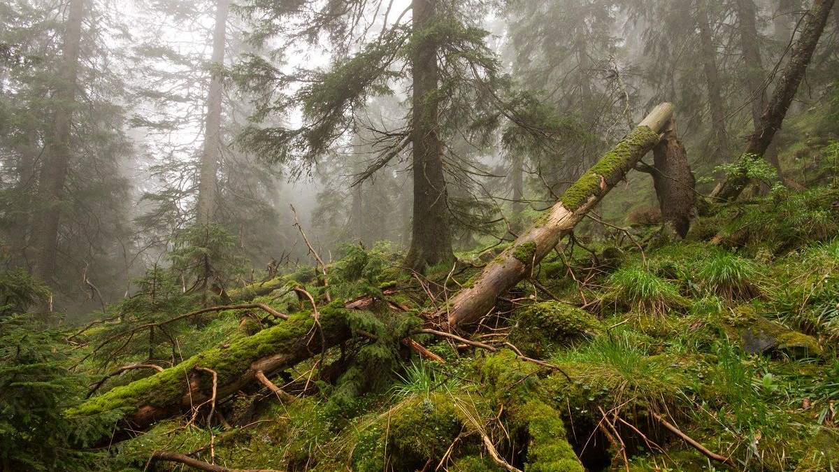 Елочный пралес на горе Петрос Елочный пралес на горе Петрос