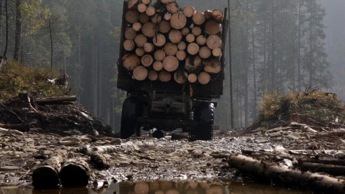 Вирубка лесов в Украине Вирубка лесов в Украине
