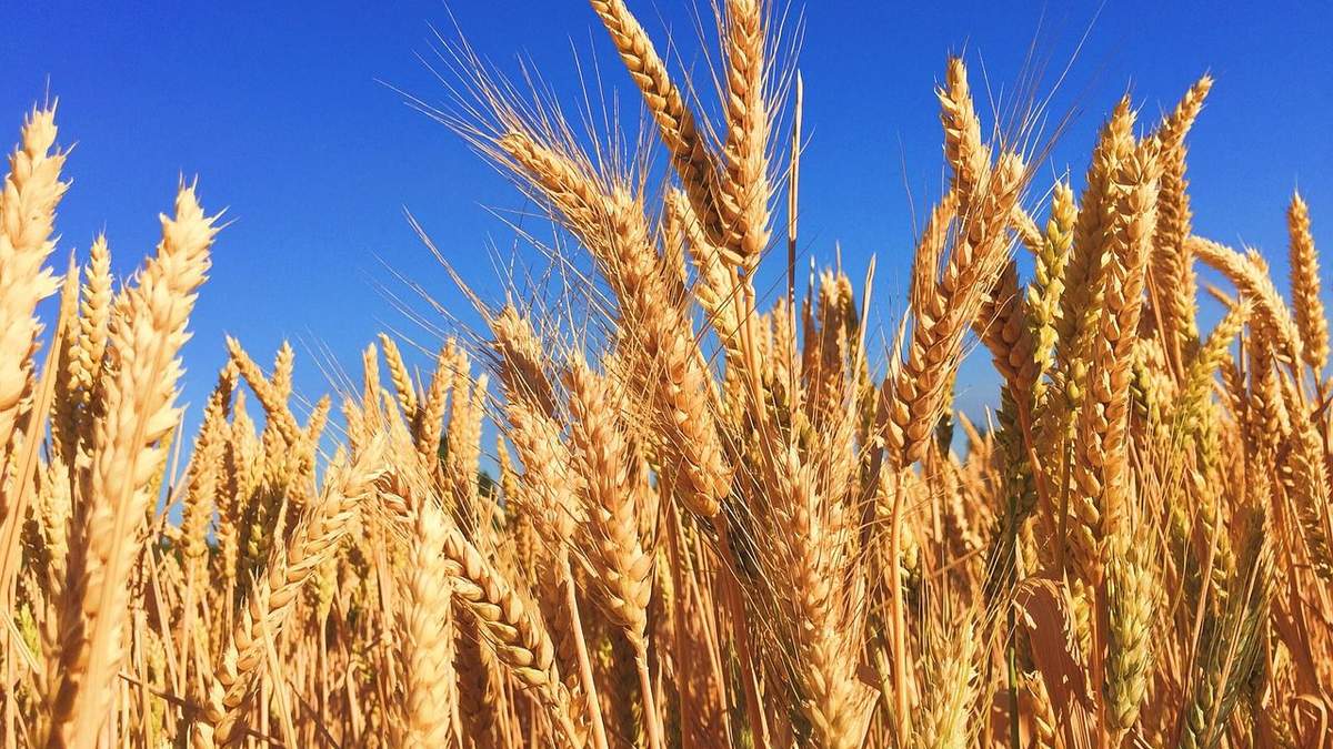 Украина – гарант продовольственной безопасности Украина – гарант продовольственной безопасности