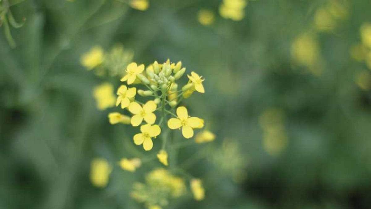 Рапс + Альтерно® = высокий урожай Рапс + Альтерно® = высокий урожай
