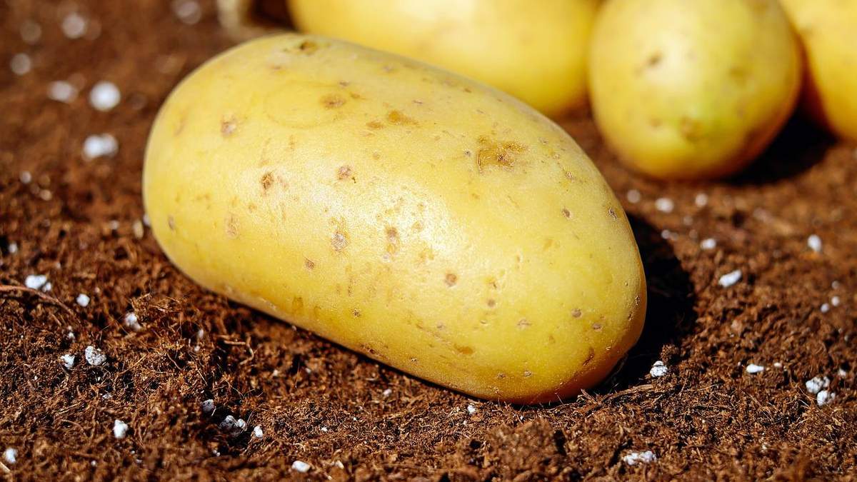 Картофелеводы получат компенсацию Картофелеводы получат компенсацию