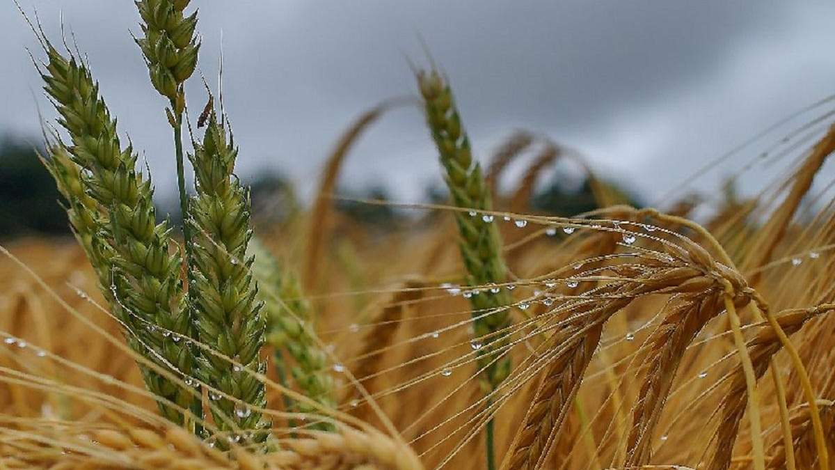 Врожай зернових в Україні