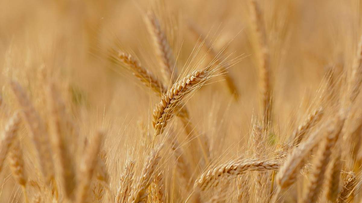 Ціни на пшеницю різко обвалились