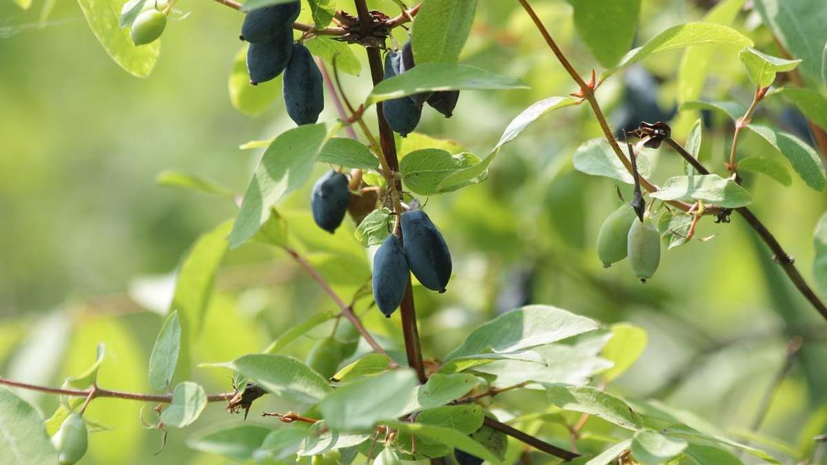 В Україні розпочався сезон жимолості