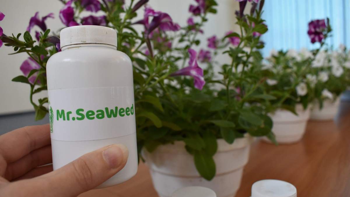 Добриво з водоростей: українська студентка створила інновацію 