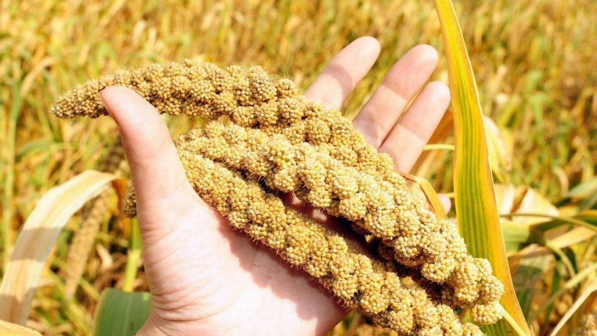 Просо неочікувано набирає популярності – виробництво цього року може бути рекордним