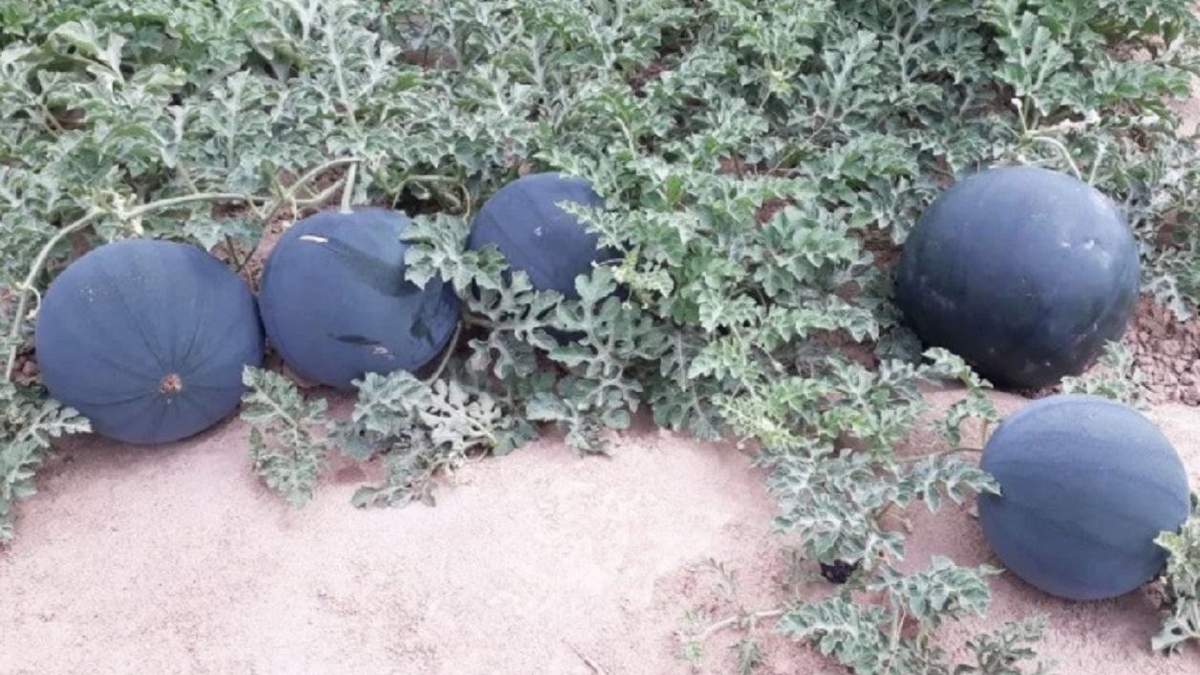 Чорні кавуни: на ринках Узбекистану з'явилася новинка