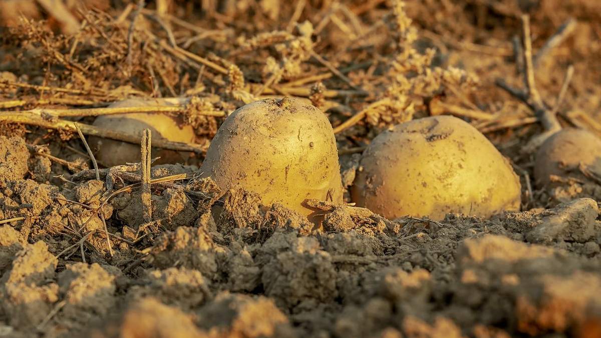 Як овочі реагують на стрес: вражаюче дослідження Як овочі реагують на стрес: вражаюче дослідження