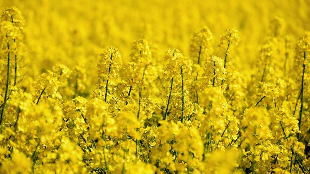 Ціна ріпаку побила рекорд