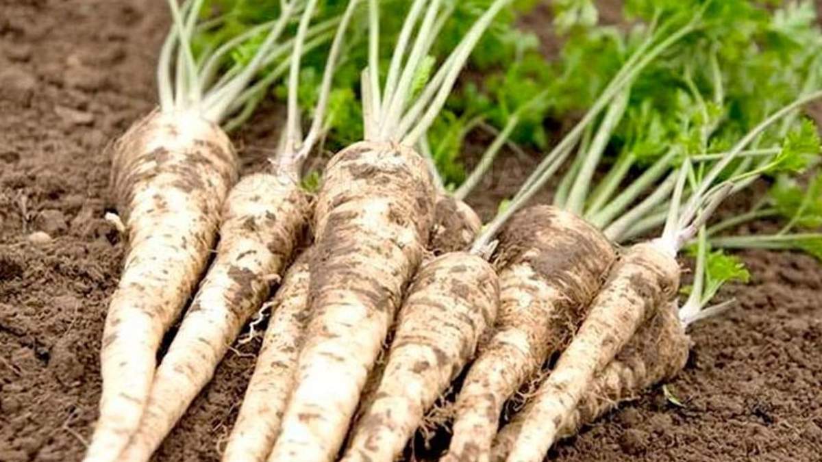 У Польщі дефіцит кореневої петрушки – ціни скочили вгору