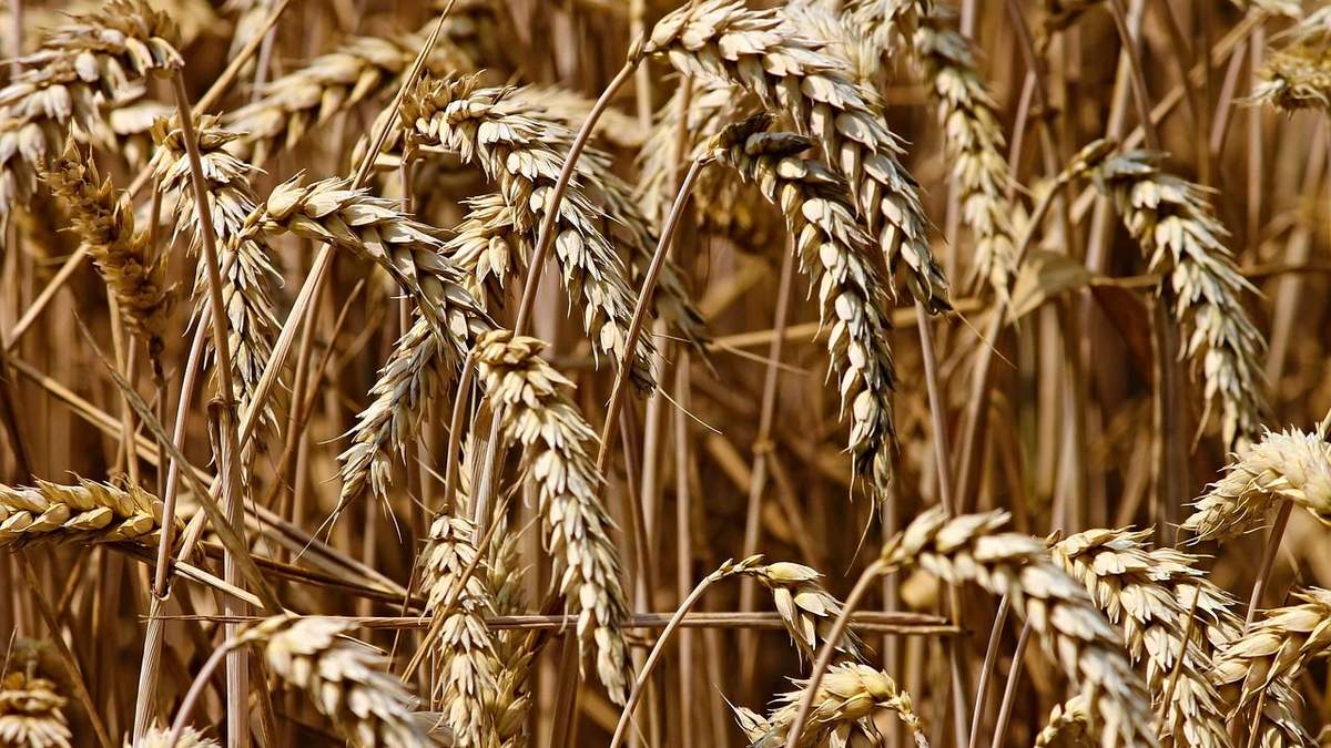 Україна суттєво знизила показники експорту зерна