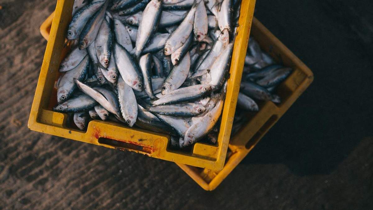 Україна збільшила імпорт замороженої риби - 23 июля 2021 - Агро
