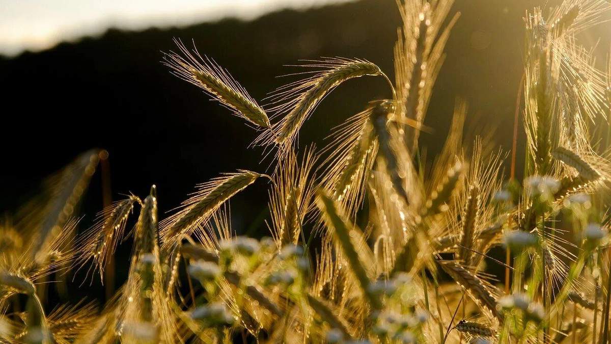Новий рекорд: цього року урожай зерна буде високим - Агро