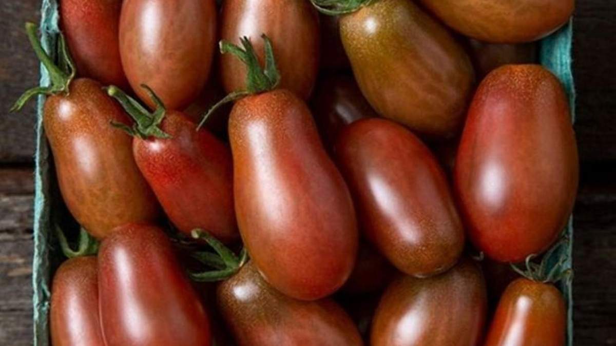 Невероятный вкус и устойчивое хранение: в США вывели новый сорт томатов - Агро