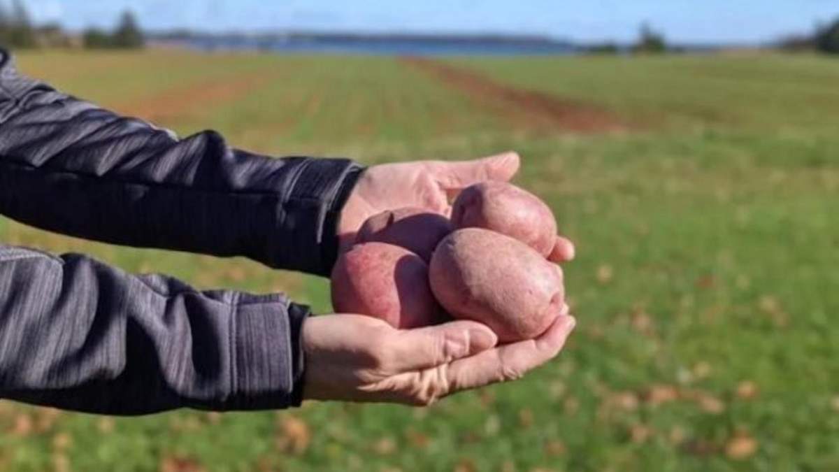 Історичний сорт: дослідники виростили нову картоплю - Агро