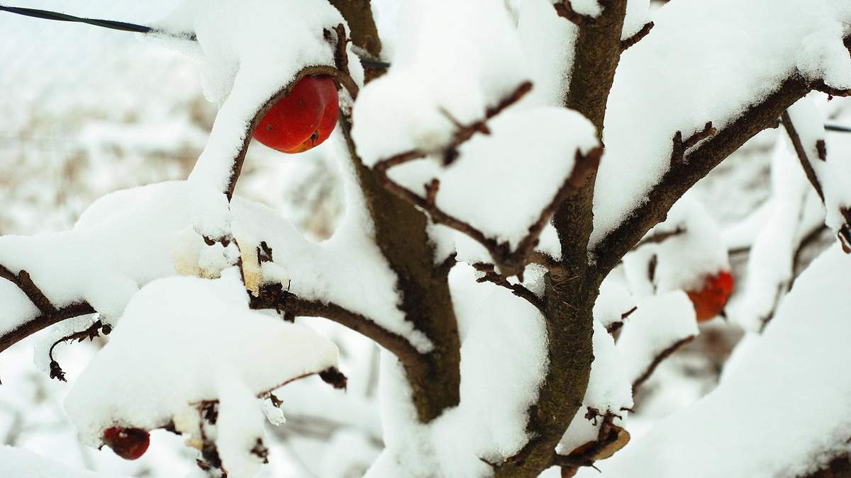 На юге Украины подмерзнут плодовые деревья - Агро