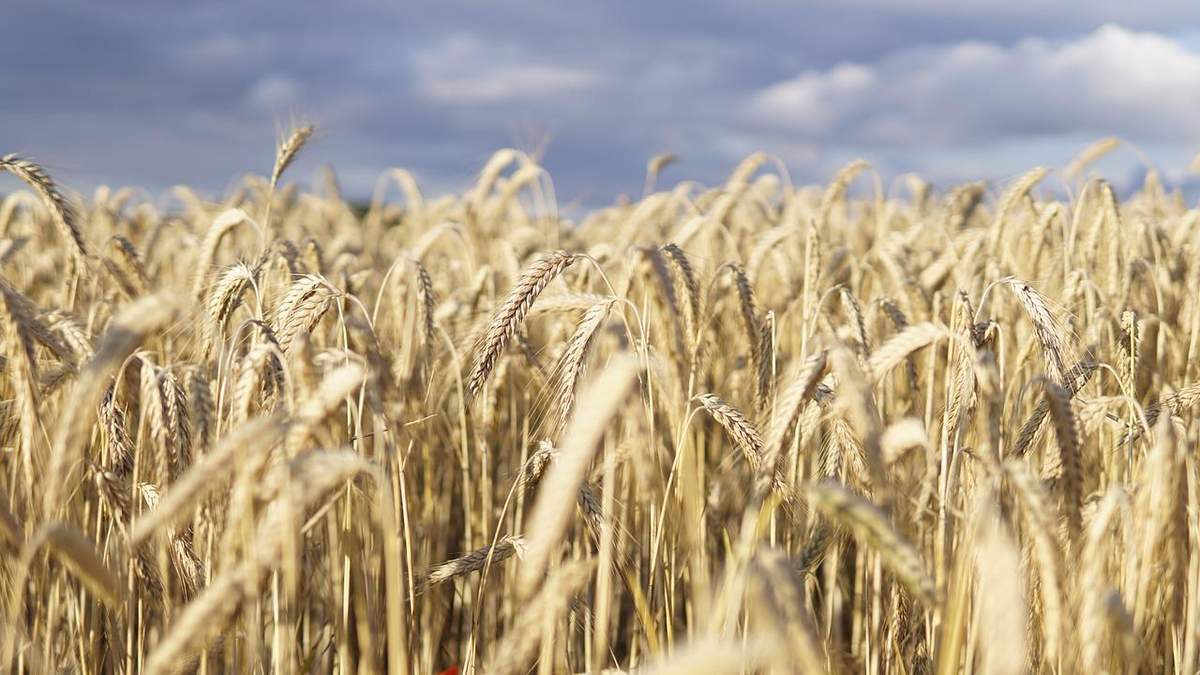 31,3 миллиарда долларов: Украина существенно увеличила торговлю агротоварами - Украина новости - Агро