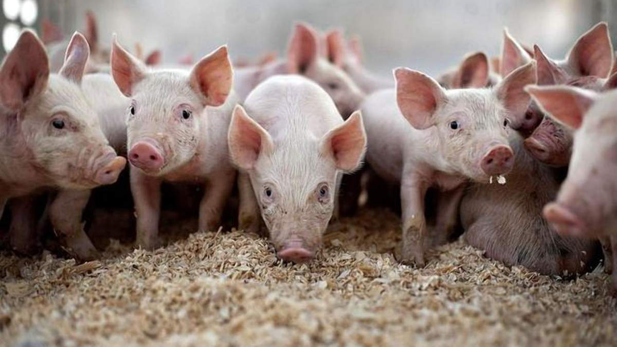 Україна скорочує поголів'я свиней - Агро