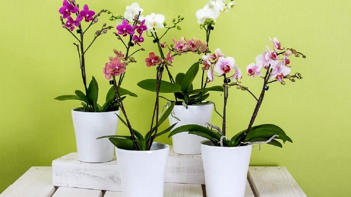 Як правильно пересадити орхідею в домашніх умовах