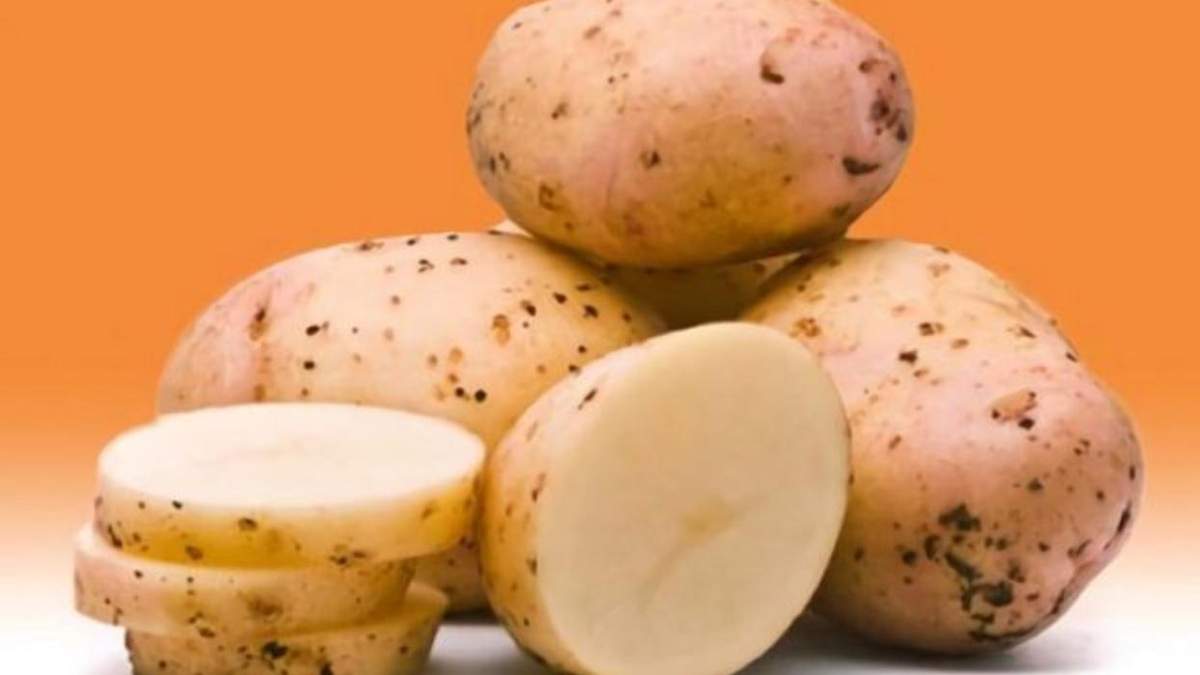 Раннє дозрівання і великий урожай: вчені презентували новий сорт картоплі - Агро