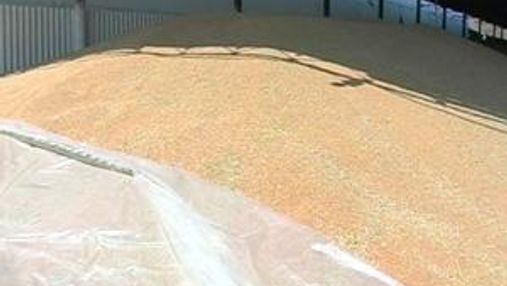 Уряд може скасувати експортні мита на зерно 
