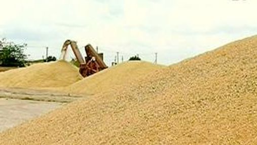 Прогноз урожаю зернових підвищили до 50 млн. тонн
