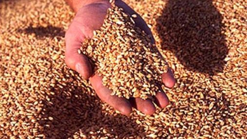 Єгиптяни їдуть перевіряти якість українського зерна
