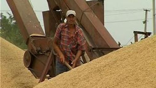 Єгипет купив українську пшеницю дешевше ніж в Росії