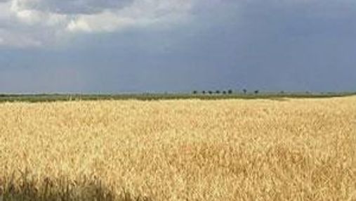 Рентабельність агропромислового сектору України знижується