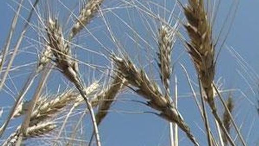 Прогнози врожаю зернових у 2012 році не такі оптимістичні, як торік