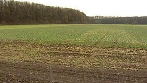 Експерти: зернові доведеться пересіяти на 2,3 млн. га площ 