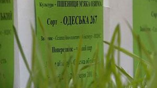 Українські сорти пшениці хочуть розповсюджувати по всьому світу