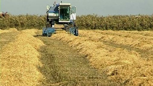 Врожай зернових у 2012 році становитиме 45-50 млн тонн