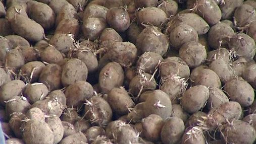Эксперты призывают правительство поддержать цены на картофель