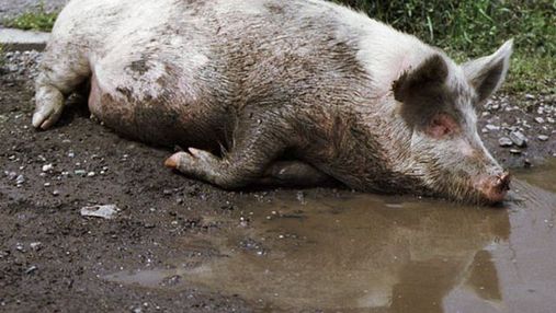 В Украине обнаружили вирус африканской чумы у свиней