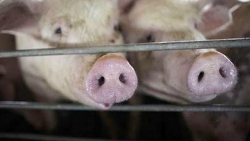 У Запорізькій області знищили 200 свиней з африканською чумою 
