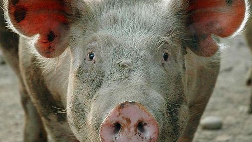 Беларусь запретила ввоз свинины из Запорожья