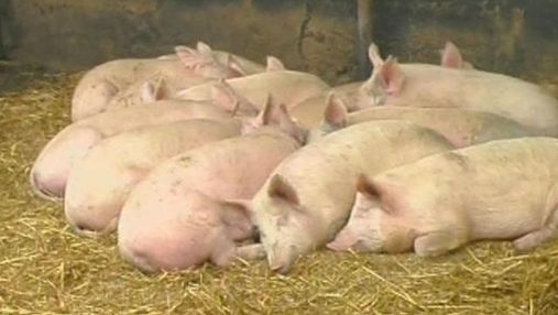 Фермеры получили по 18 грн за каждый килограмм изъятых свиней
