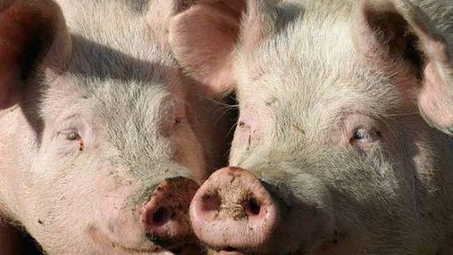 Евросоюз готов помочь Украине в борьбе против свиной чумы