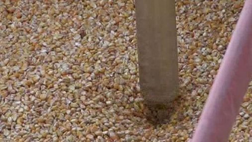 Украина летом увеличила экспорт зерна