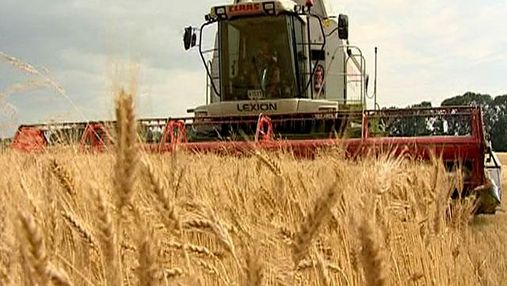 Украина собрала зерновые с 85% запланированных площадей