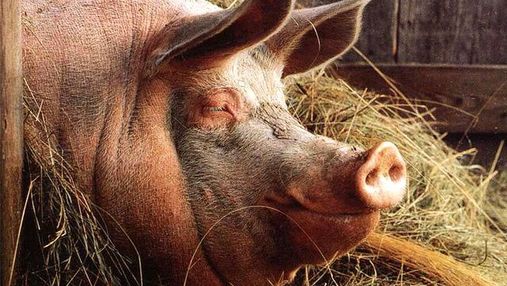 Госагентство резерва хочет приобрести тушенку из свиней, больных африканской чумой