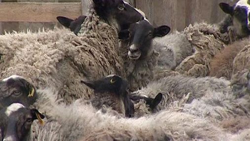 В Украине увеличилось поголовье коз и овец