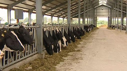 Правительство выделит на животноводство 650 миллионов гривен