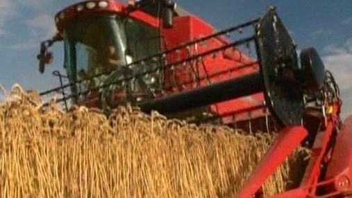 Из-за экспорта из Индии пшеница подешевела до минимума за 5 месяцев