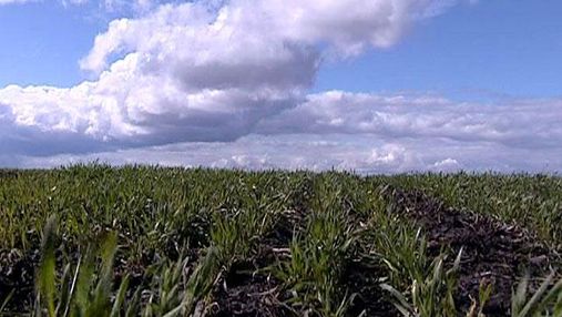 Минагропрод Украины хочет принять основные законы о рынке земель