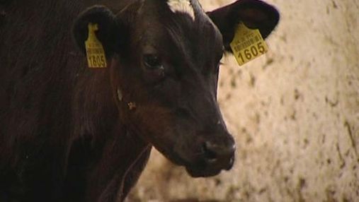 Украина вдвое сократила дотации на содержание молодняка скота