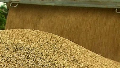 Украинские аграрии соберут 50-53 млн тонн зерновых - эксперт