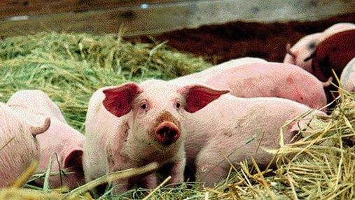 Украина запретила ввоз белорусских свиней