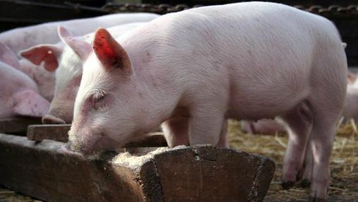 В Черниговской области установили карантинную зону вокруг места обнаружения чумы свиней